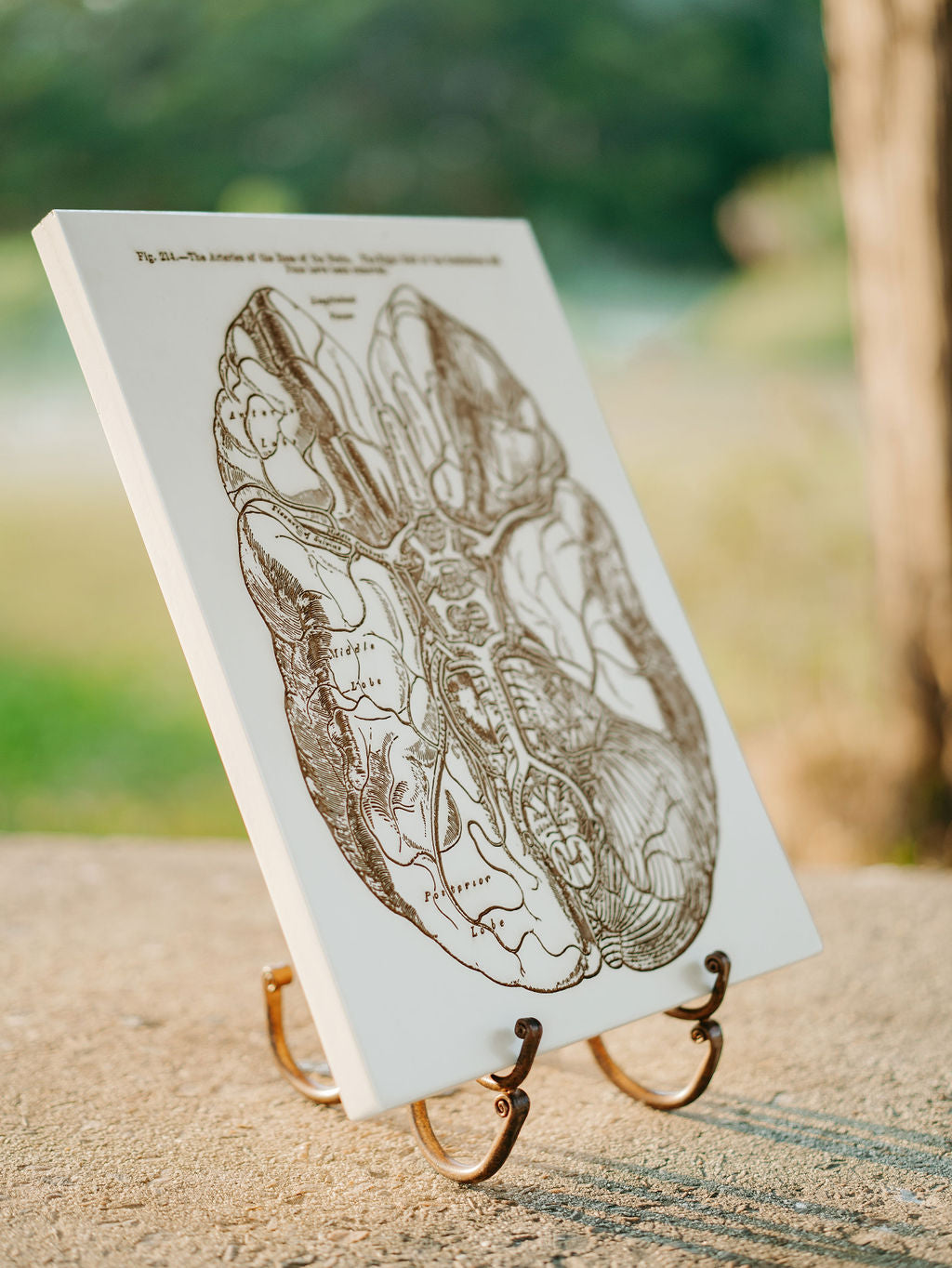 Gray's Anatomy - Brain
