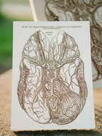 Gray's Anatomy - Brain