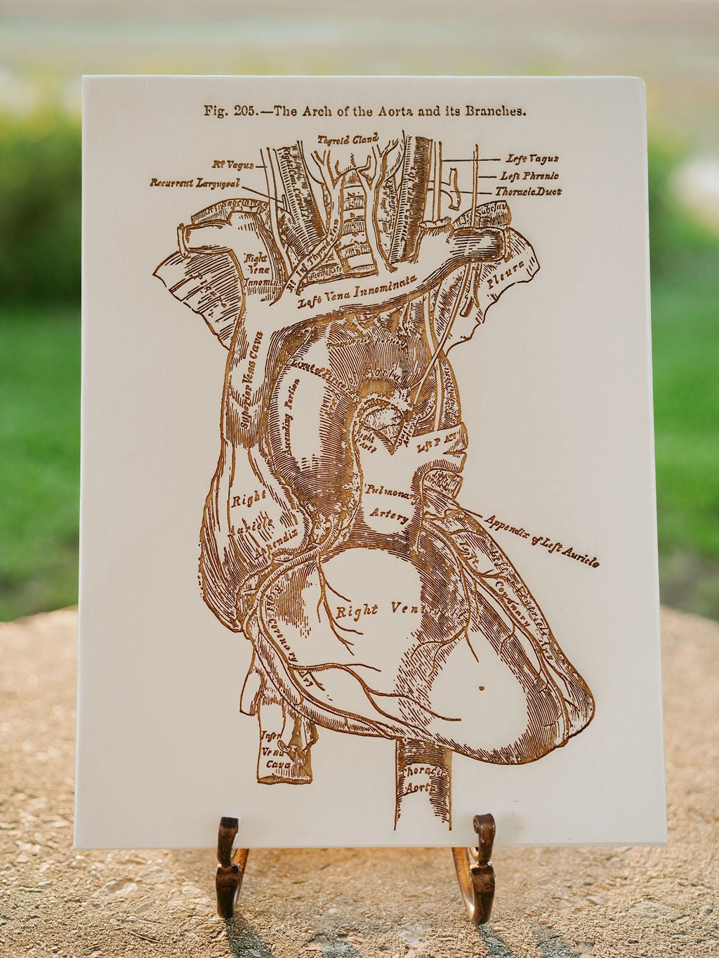 Gray's Anatomy - Heart