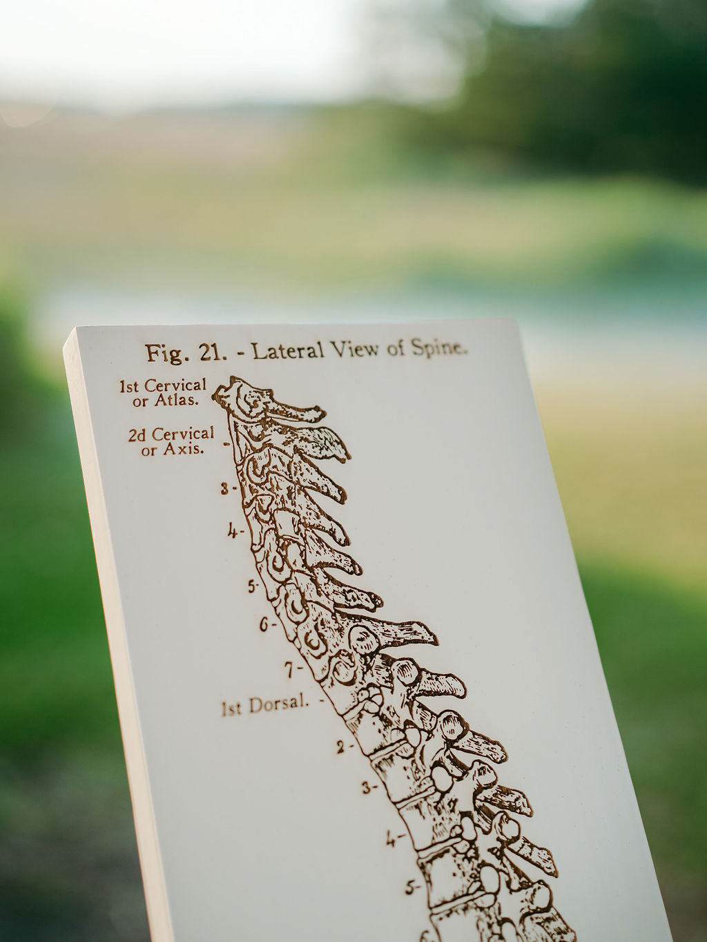 Gray's Anatomy - Spine