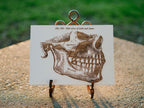 Gray's Anatomy - Mandible (Side Jaw)