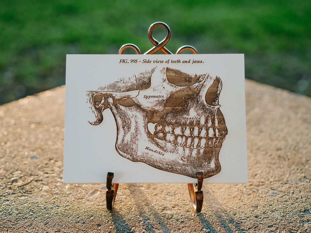 Gray's Anatomy - Mandible (Side Jaw)