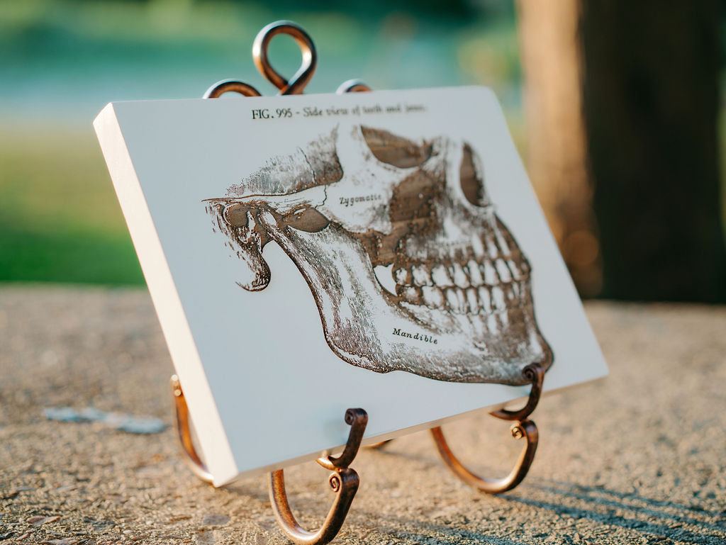 Gray's Anatomy - Mandible (Side Jaw)