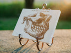 Gray's Anatomy - Mandible (Side Jaw)