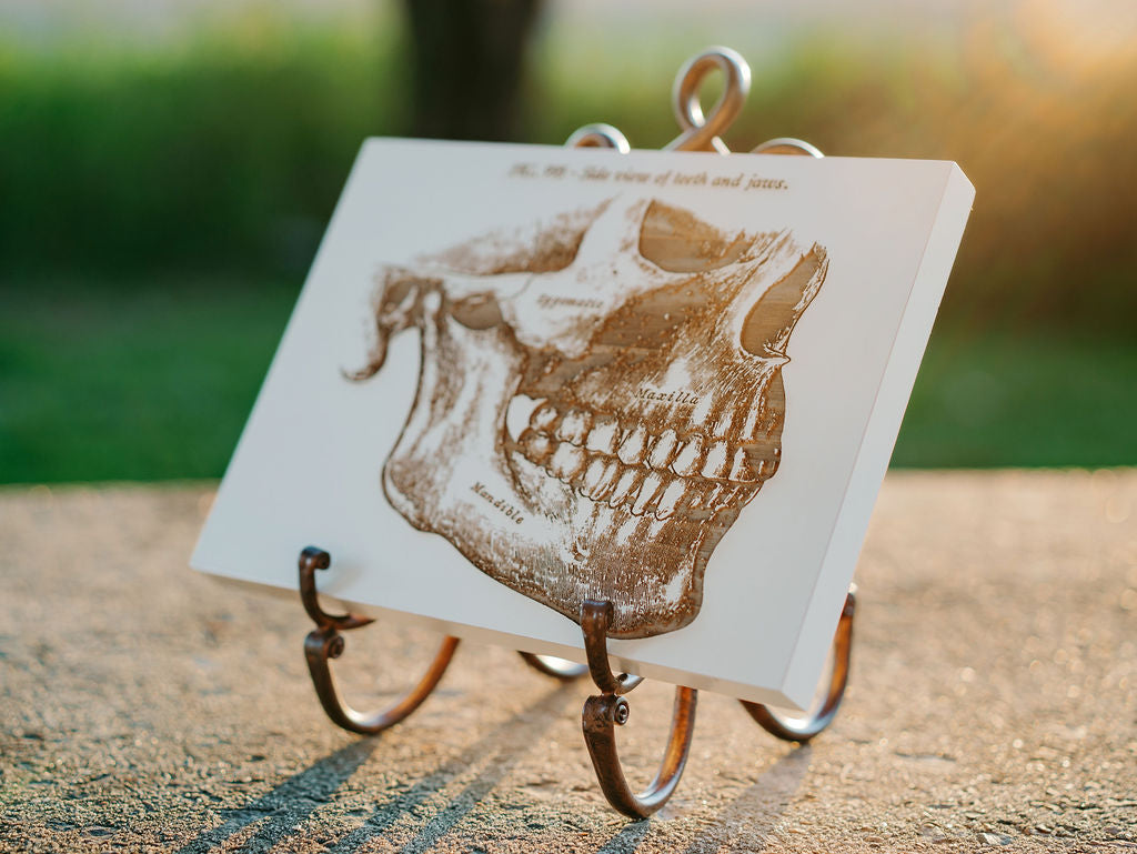 Gray's Anatomy - Mandible (Side Jaw)