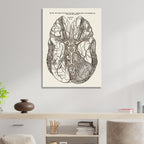 Gray's Anatomy Brain