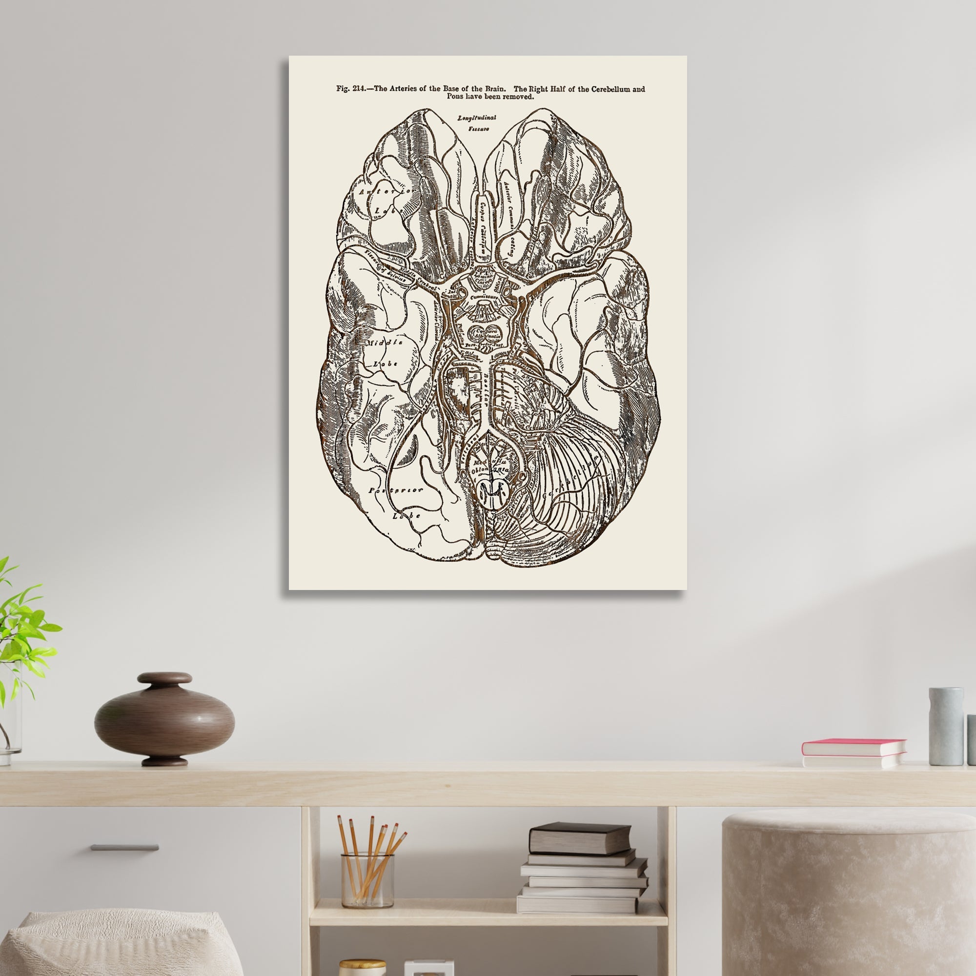 Gray's Anatomy Brain