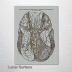 Gray's Anatomy Brain