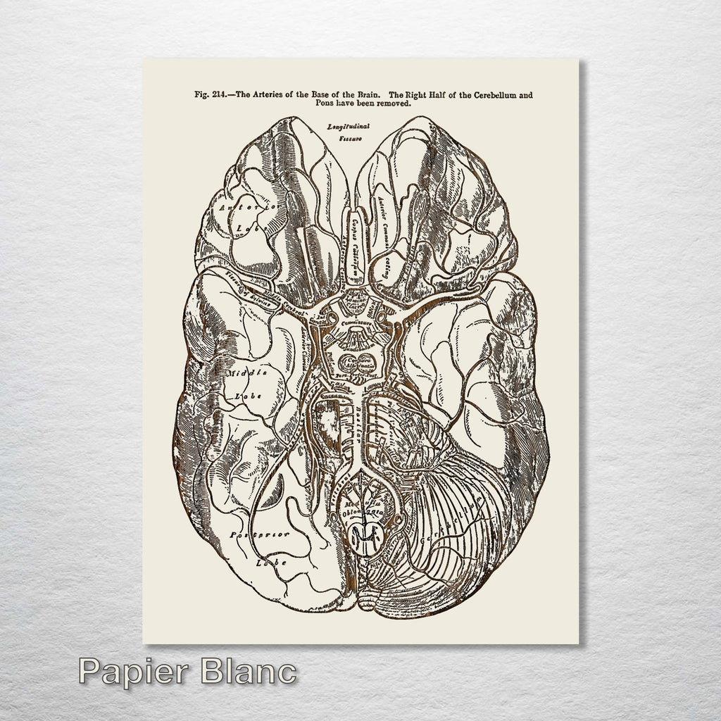 Gray's Anatomy Brain