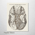 Gray's Anatomy Brain