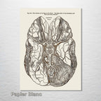 Gray's Anatomy Brain
