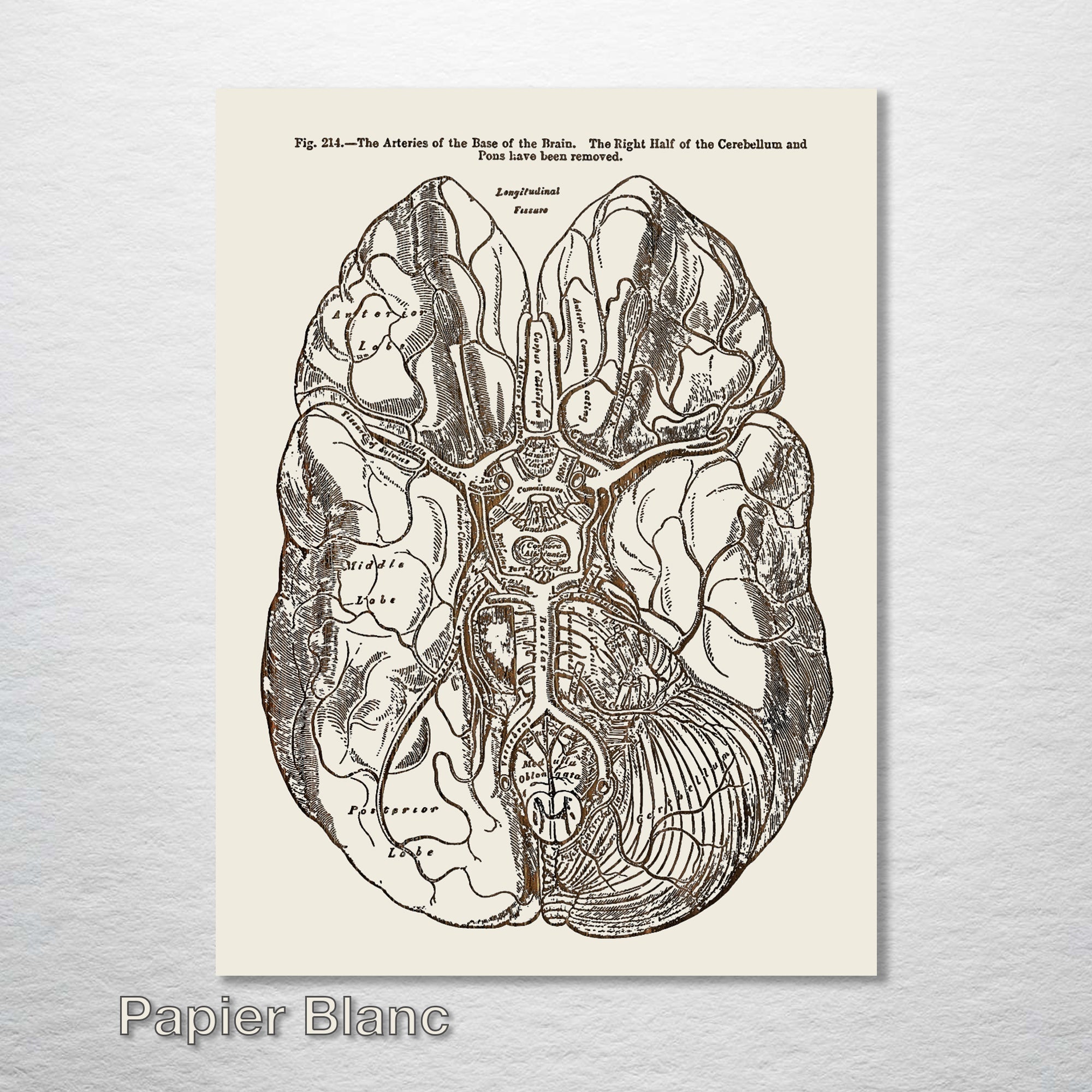 Gray's Anatomy Brain