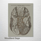 Gray's Anatomy Brain
