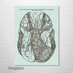 Gray's Anatomy Brain