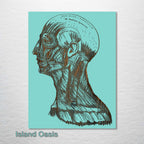 Gray's Anatomy Head