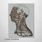 Gray's Anatomy Head