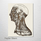 Gray's Anatomy Head