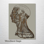 Gray's Anatomy Head