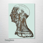 Gray's Anatomy Head