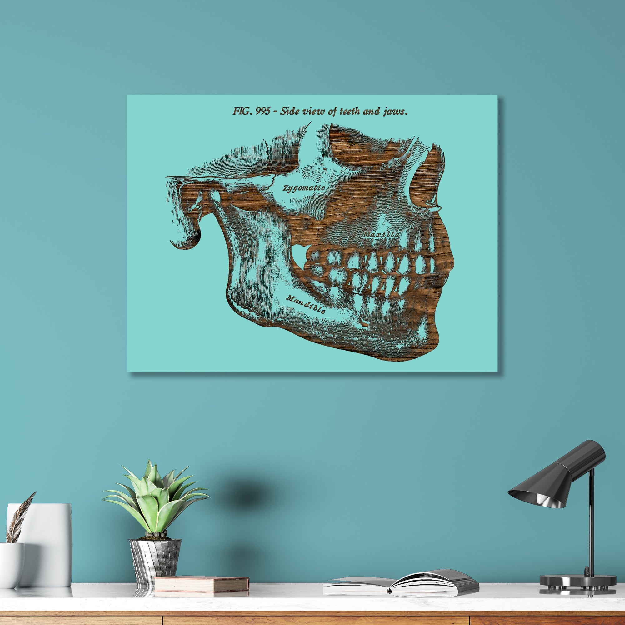 Gray‚ Mandible, Side Jaw
