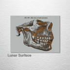 Gray‚ Mandible, Side Jaw