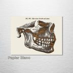 Gray‚ Mandible, Side Jaw
