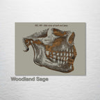 Gray‚ Mandible, Side Jaw