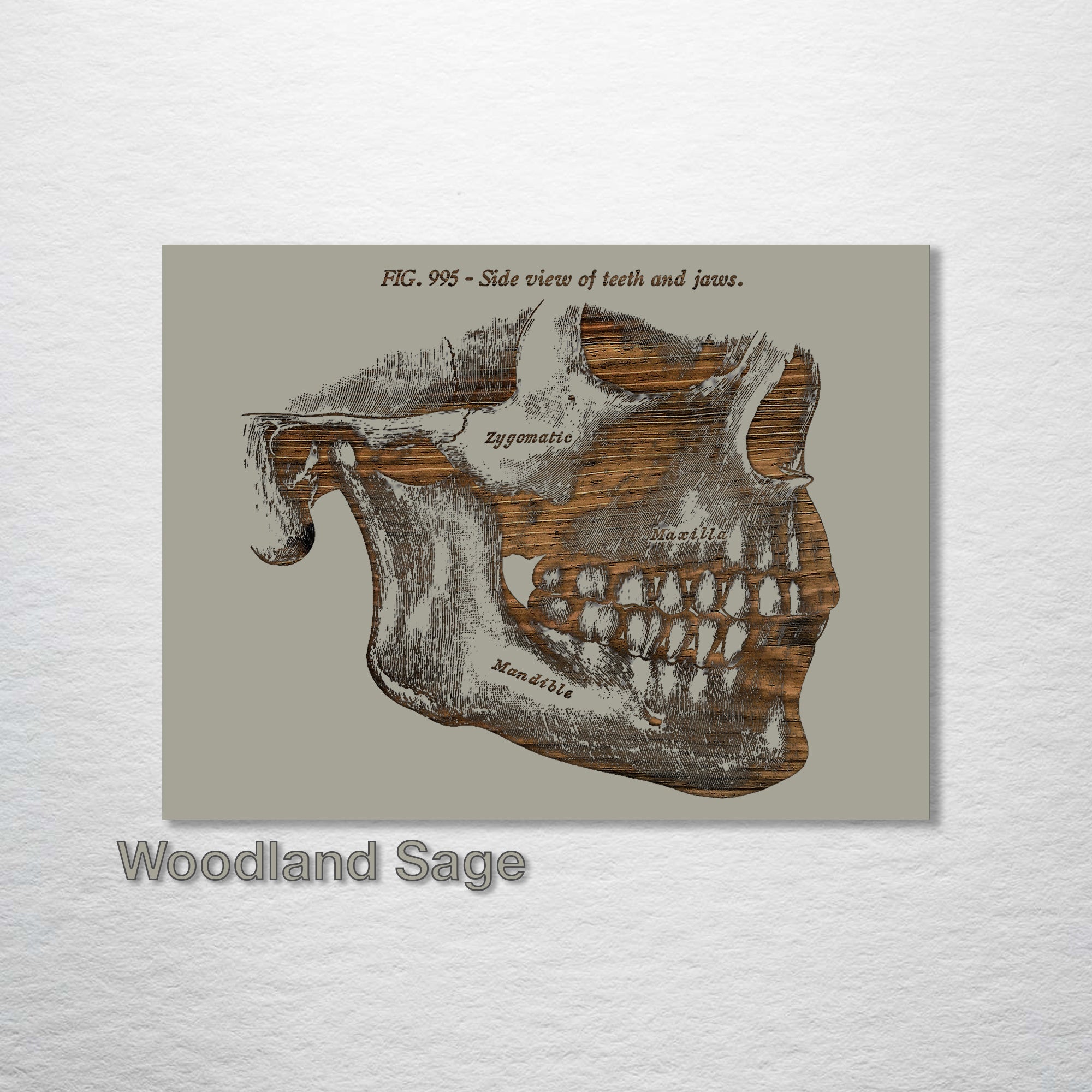 Gray‚ Mandible, Side Jaw