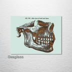 Gray‚ Mandible, Side Jaw