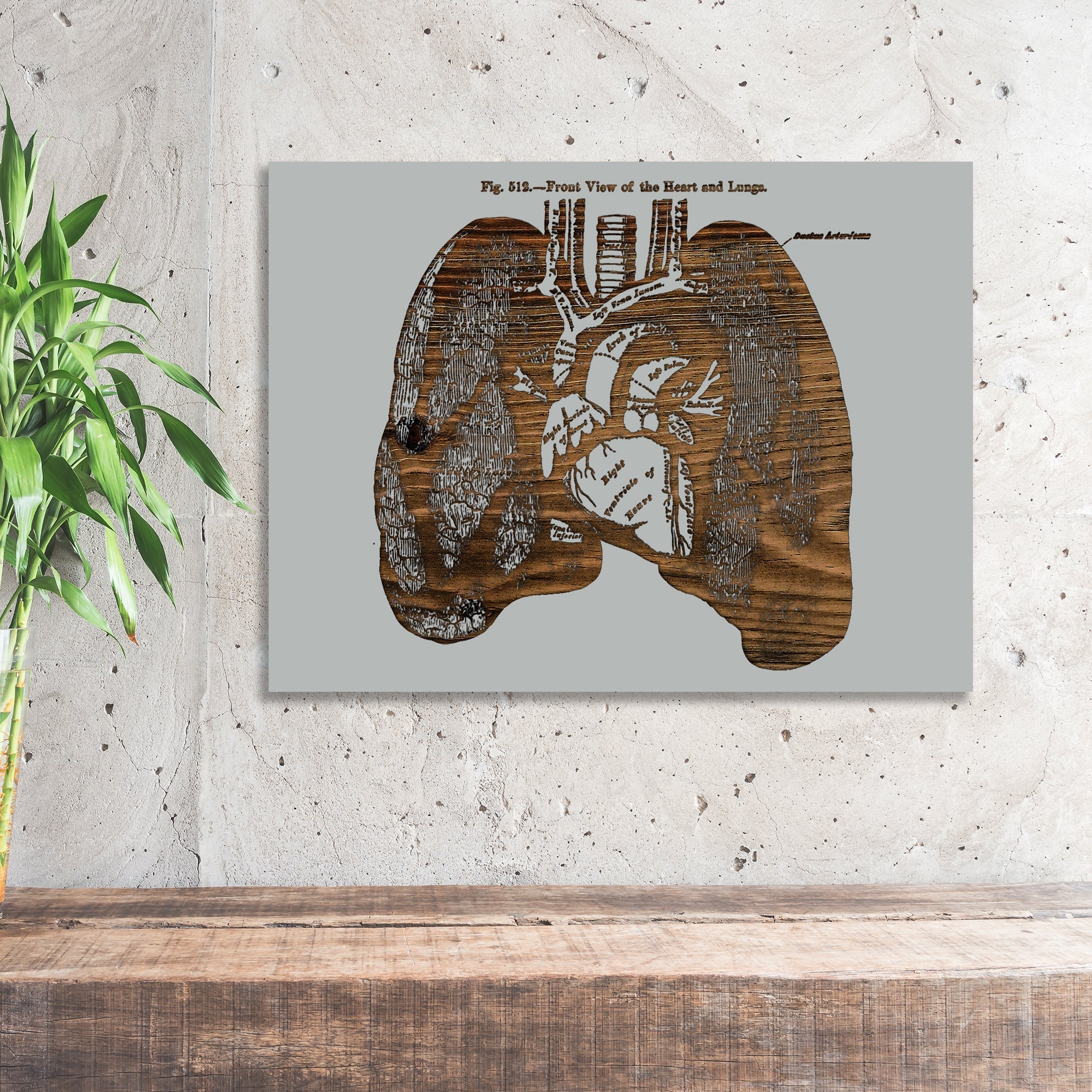 Gray's Lungs Front