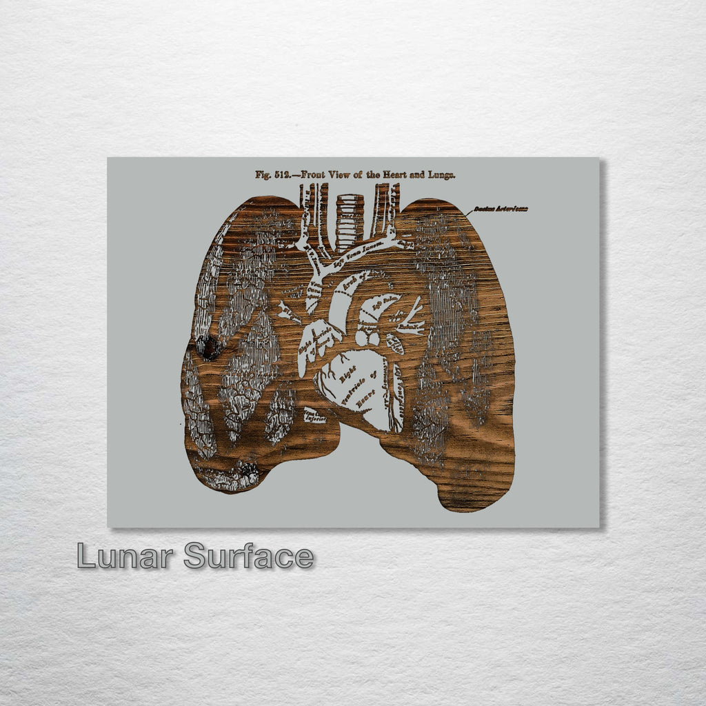 Gray's Lungs Front
