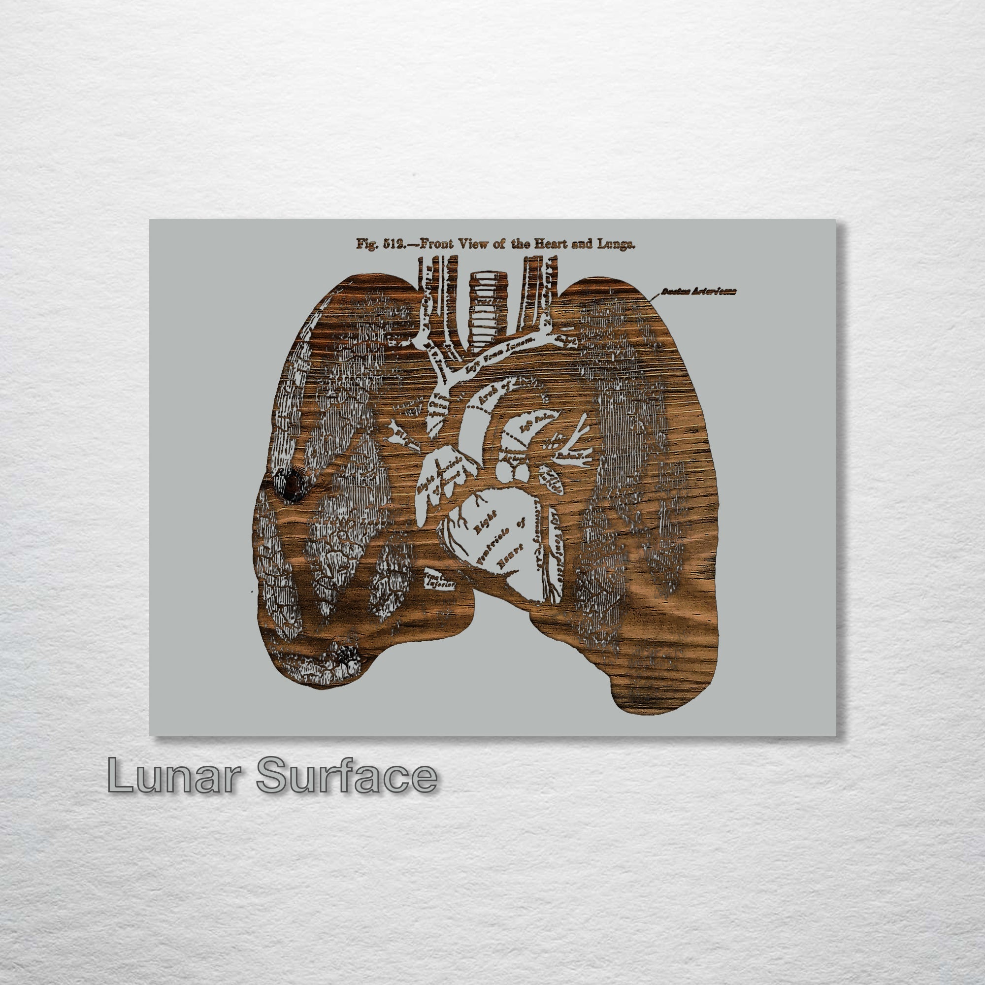 Gray's Lungs Front