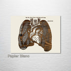 Gray's Lungs Front