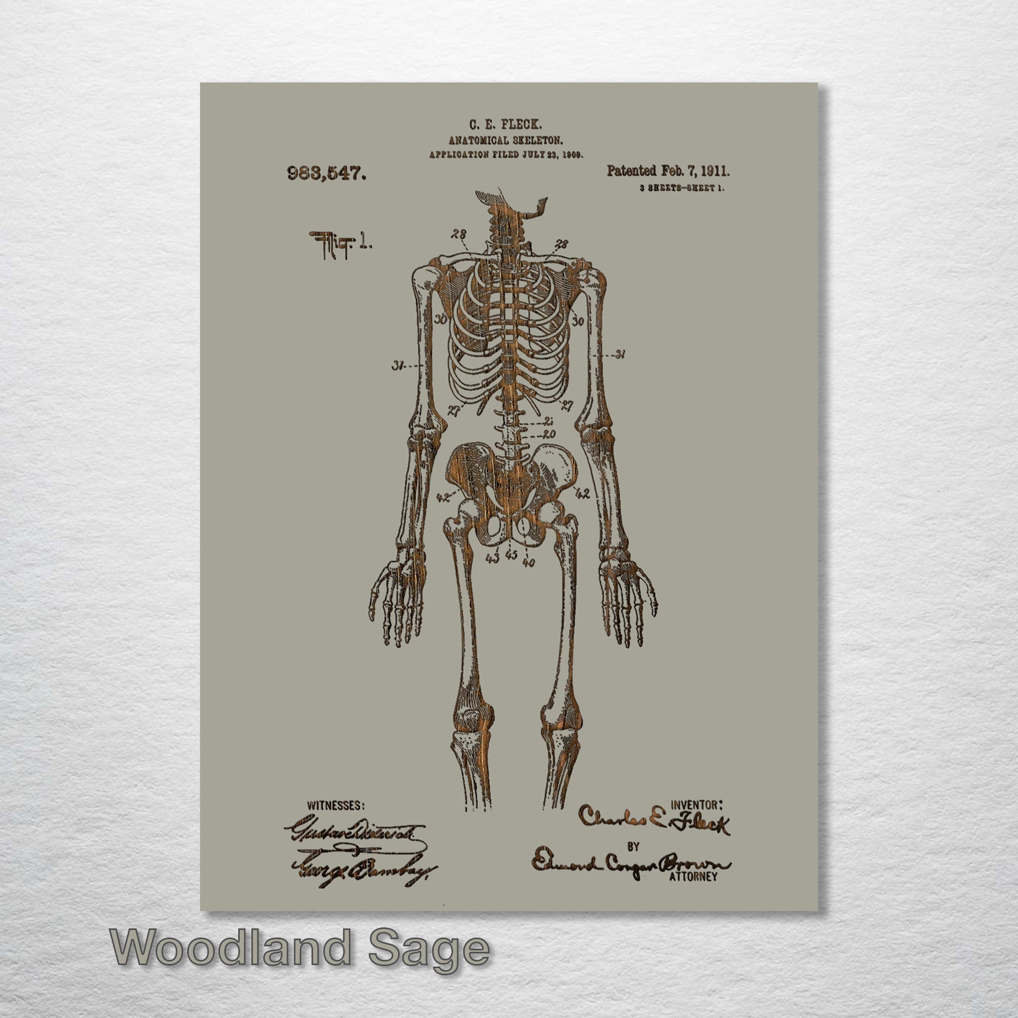1911 Anatomical Skeleton Patent