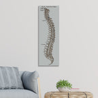 Gray's Anatomy Spine