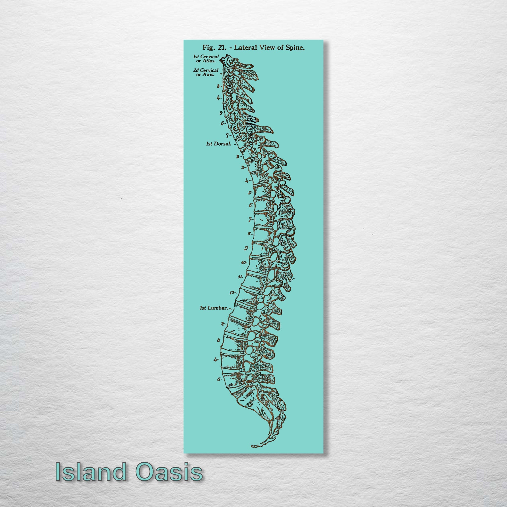 Gray's Anatomy Spine