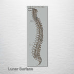 Gray's Anatomy Spine
