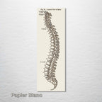Gray's Anatomy Spine