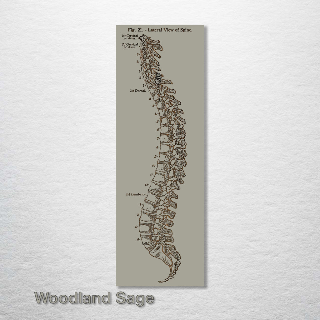Gray's Anatomy Spine