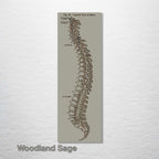 Gray's Anatomy Spine