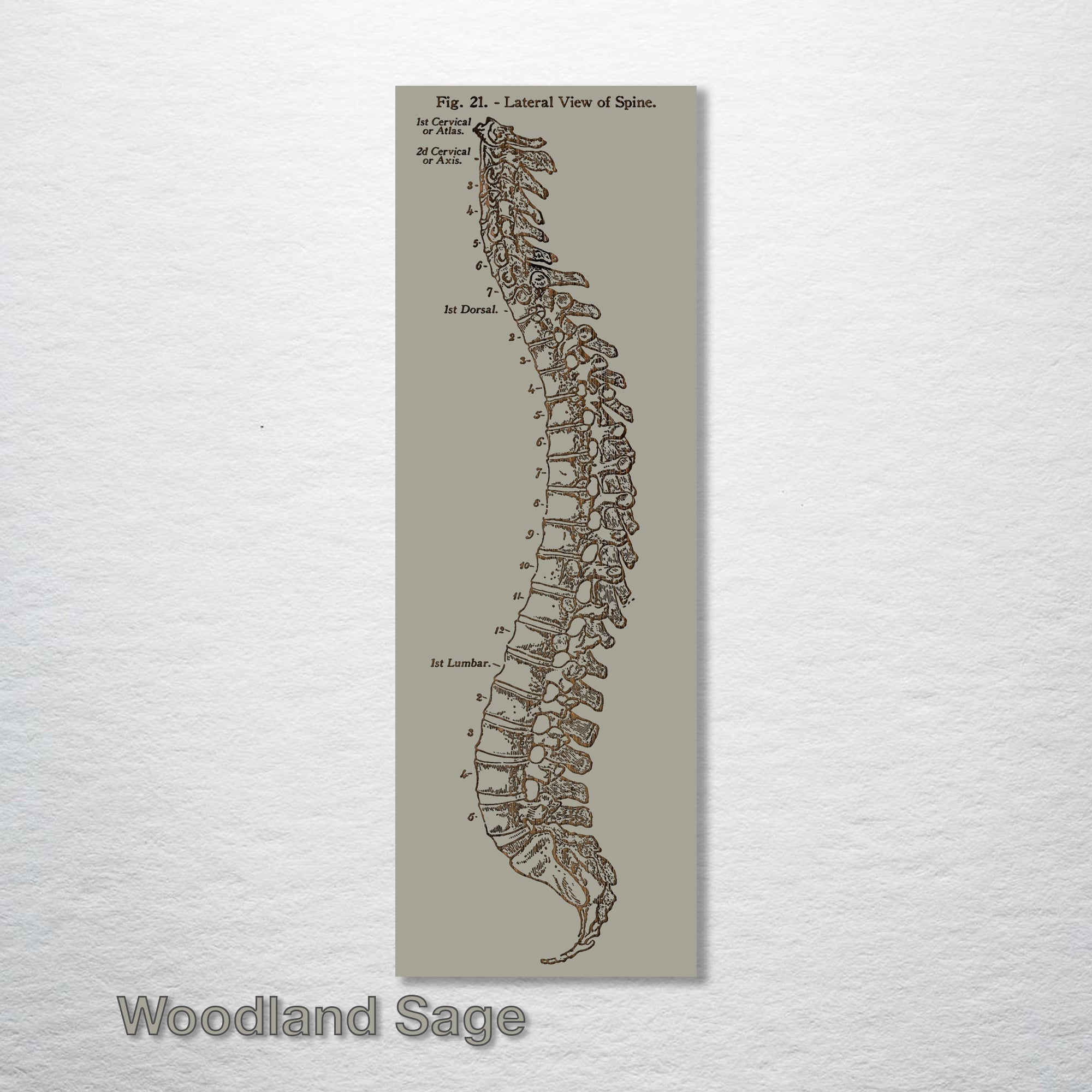 Gray's Anatomy Spine