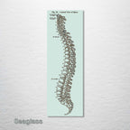 Gray's Anatomy Spine