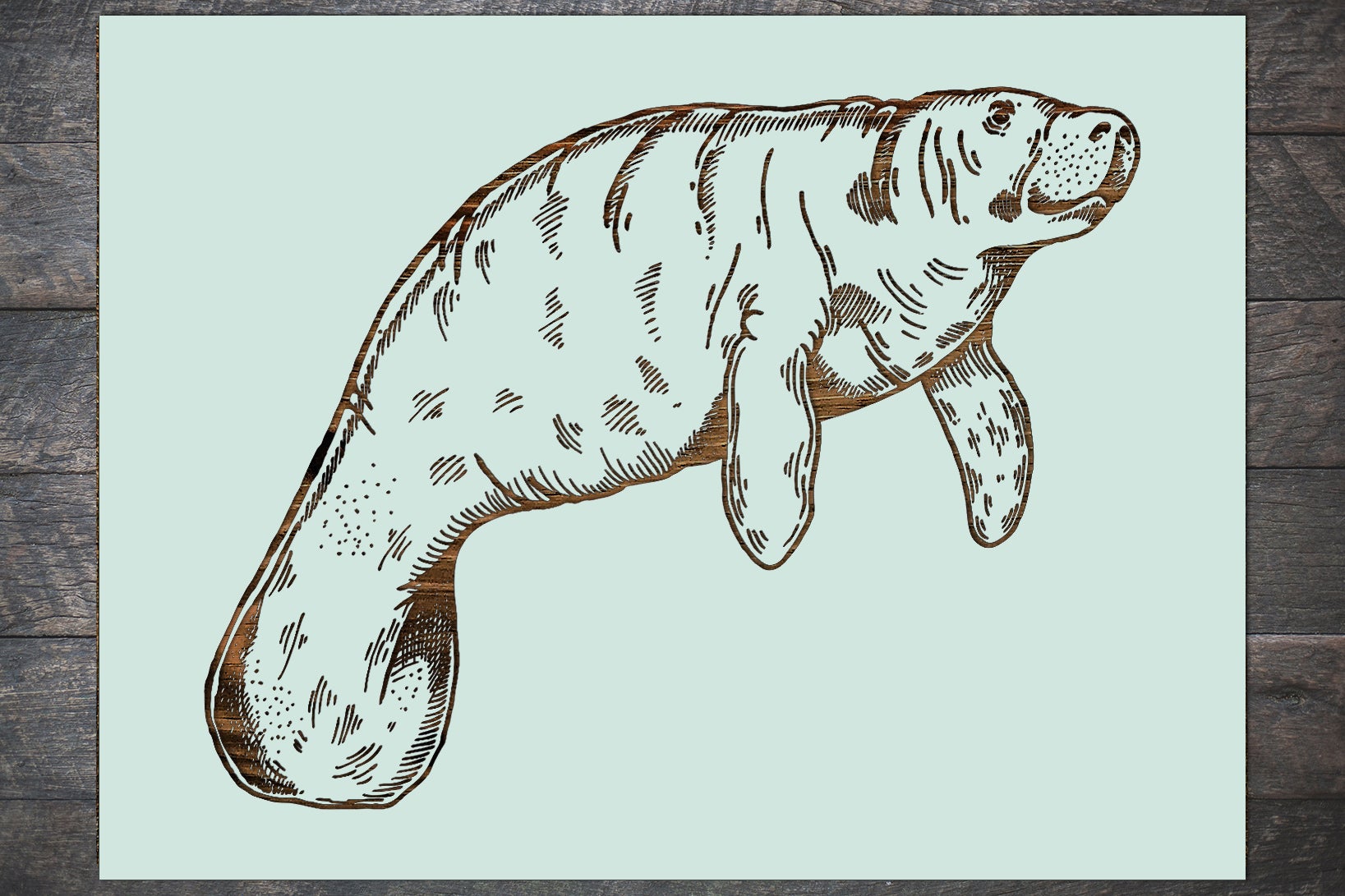 Manatee