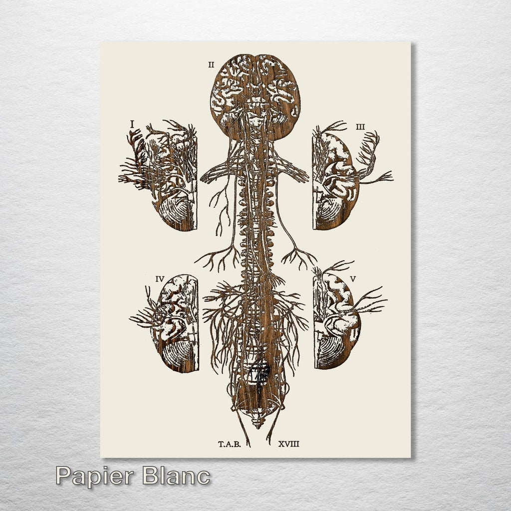 Chiropractic Spine