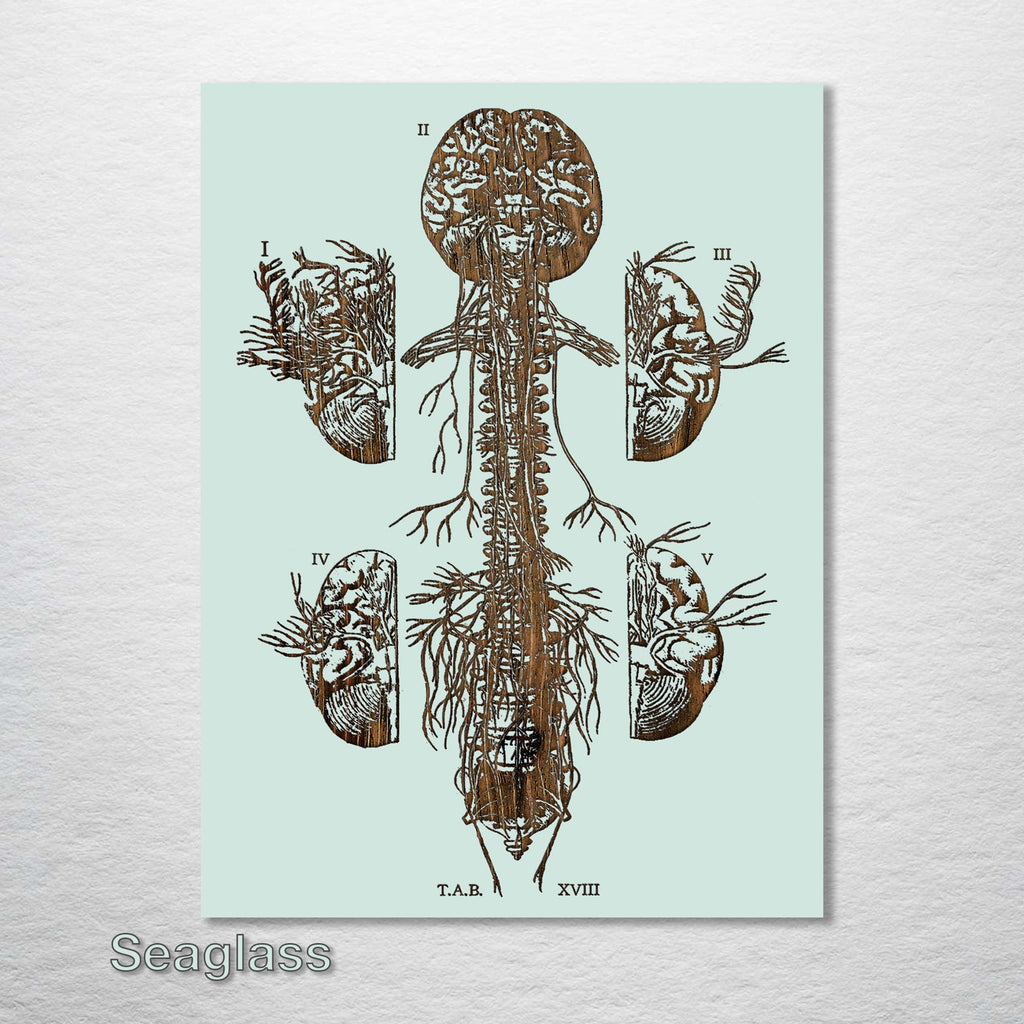 Chiropractic Spine