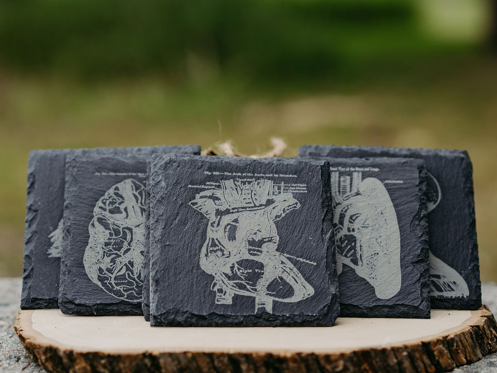 Medical Anatomy Art Coasters | 6pc Slate Set