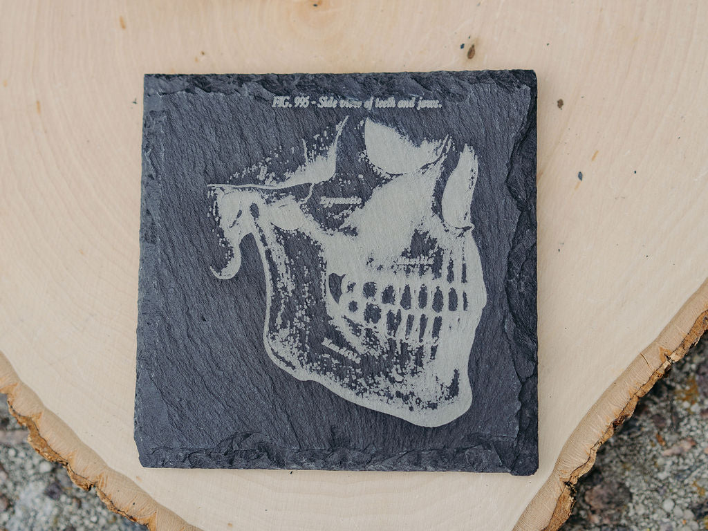 Medical Anatomy Art Coasters | 6pc Slate Set