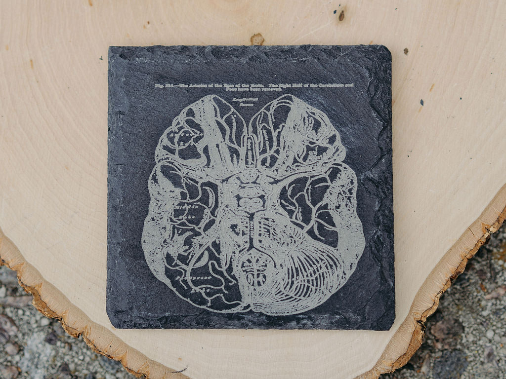 Medical Anatomy Art Coasters | 6pc Slate Set