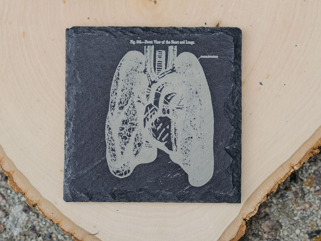 Medical Anatomy Art Coasters | 6pc Slate Set