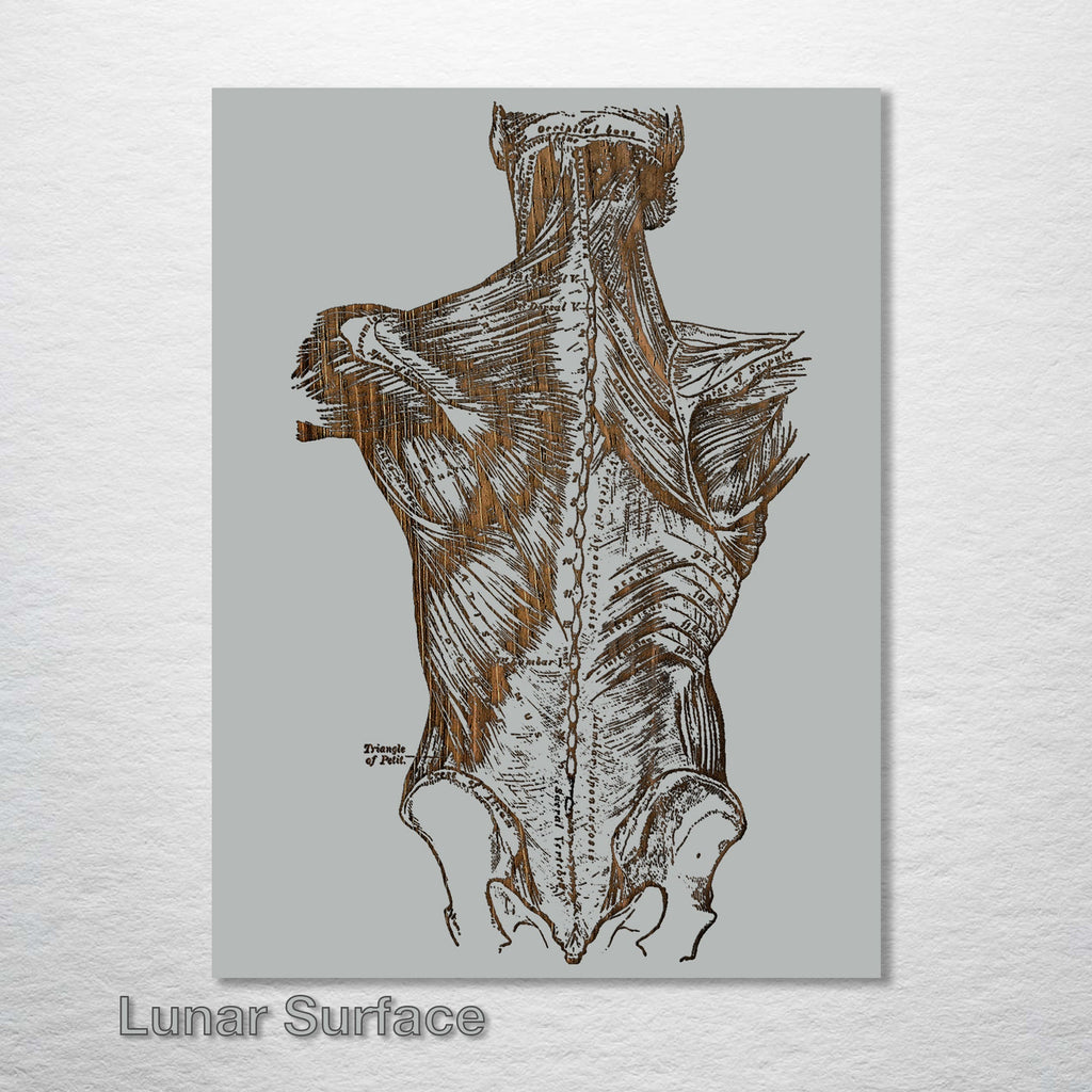 Gray's Anatomy - Back Muscle
